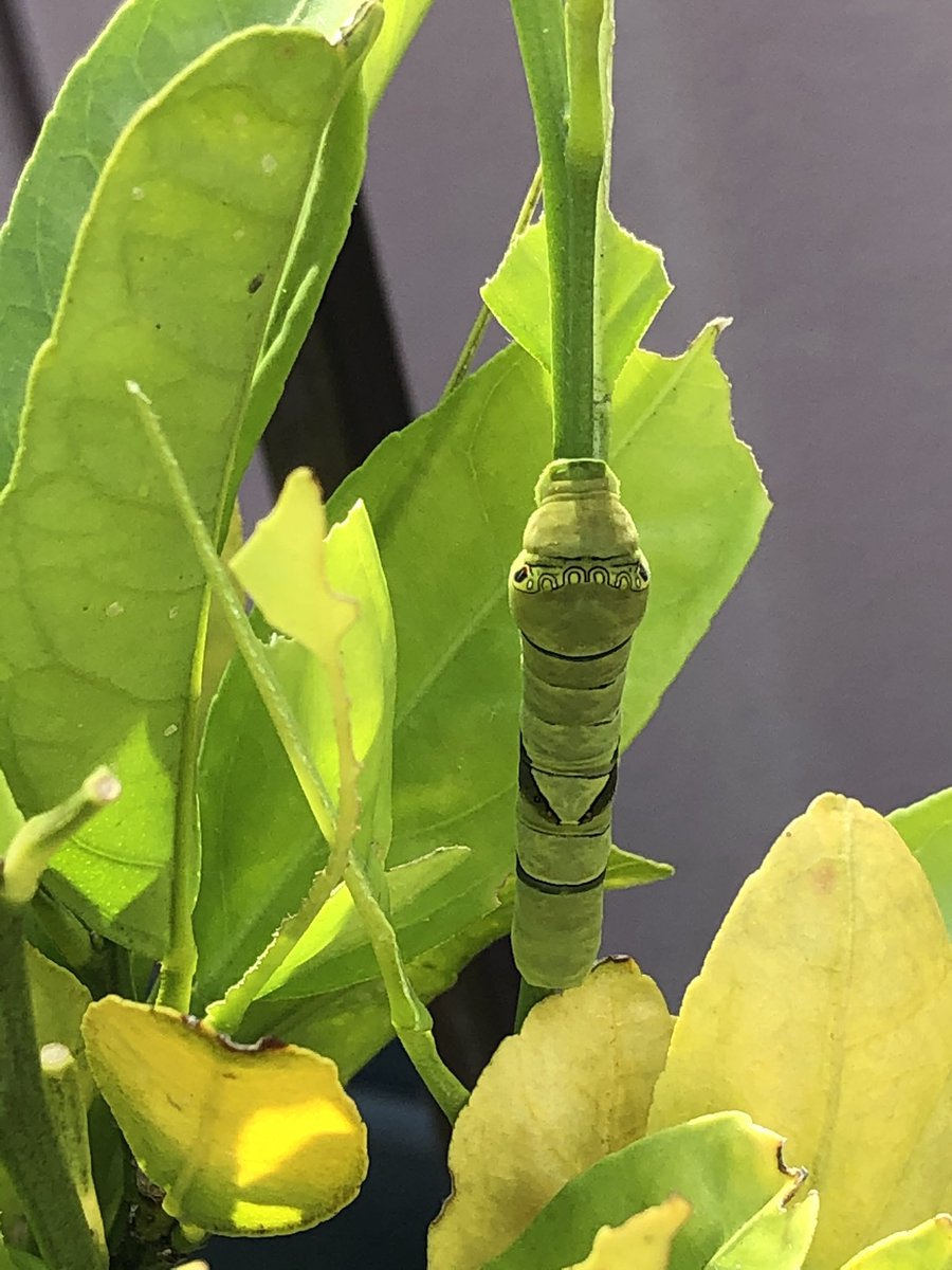 ট ইট র みかたん 閲覧注意 青虫 我が家の小さいみかんの木に アゲハの幼虫が4匹確認 日に日に幼虫は大きくなるけれど みかんの木は葉がなくなる みかんの木 アゲハ幼虫