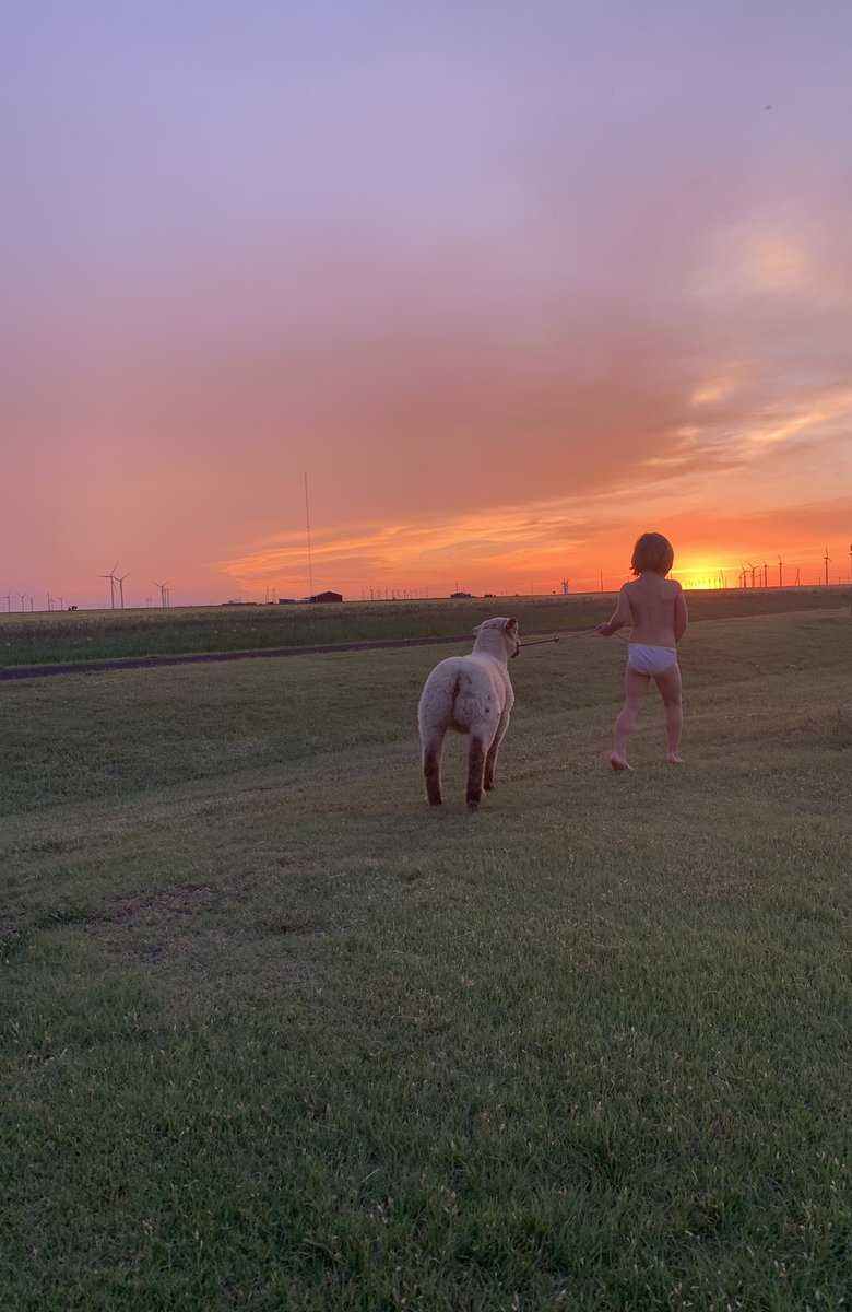TiffDowell's tweet photo. Just a barefoot girl and her lamb waking off into the sunset. #farmkids #ranchkids #sheepkid #summernights #showlamb #sunset https://t.co/j4MJQCzTXC