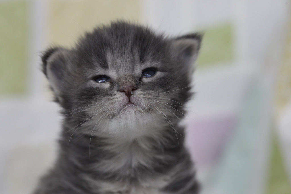 hourlykitten's tweet photo. Source: https://t.co/MIrhsitdIn
Credit: Pieter &amp; Renée Lanser https://t.co/mudOXV6naF