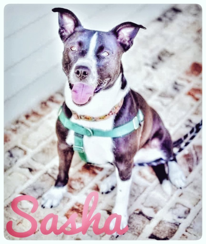 Take Paws Rescue tweet media