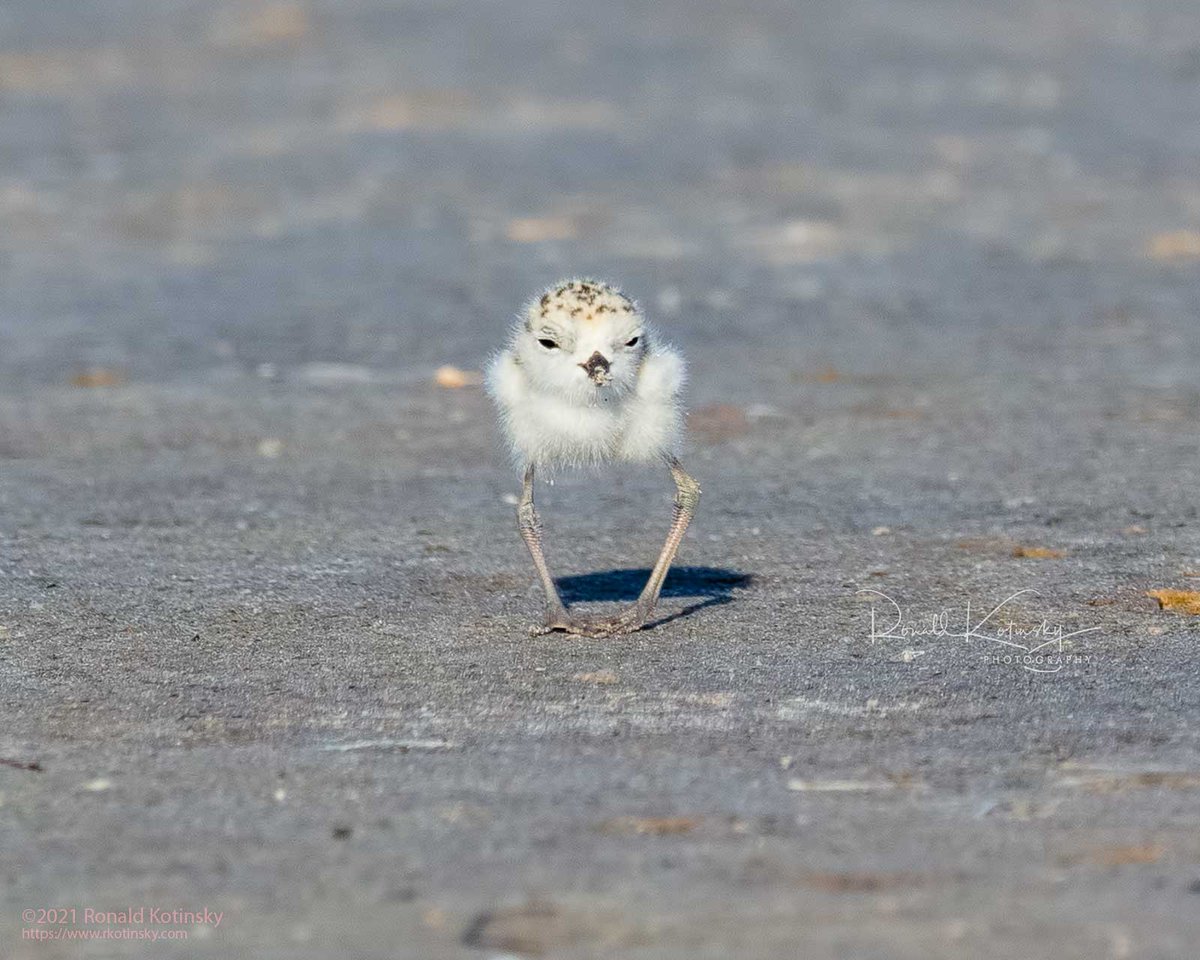 rkotinsky's tweet photo. Going Country - Snowy Plover Chicklet - Bring it Up Now and Criss Cross - St. Pete - Florida - May 2021
#TheGitUpChallenge #TheGitUp #BlancoBrown #snowyplover #birdphotography #birds
@ThePhotoHour #canonfavpic @todaysbird #birdtwitter #Twitter @audubonsociety @CanonUSAimaging https://t.co/TgvjFzlvj3