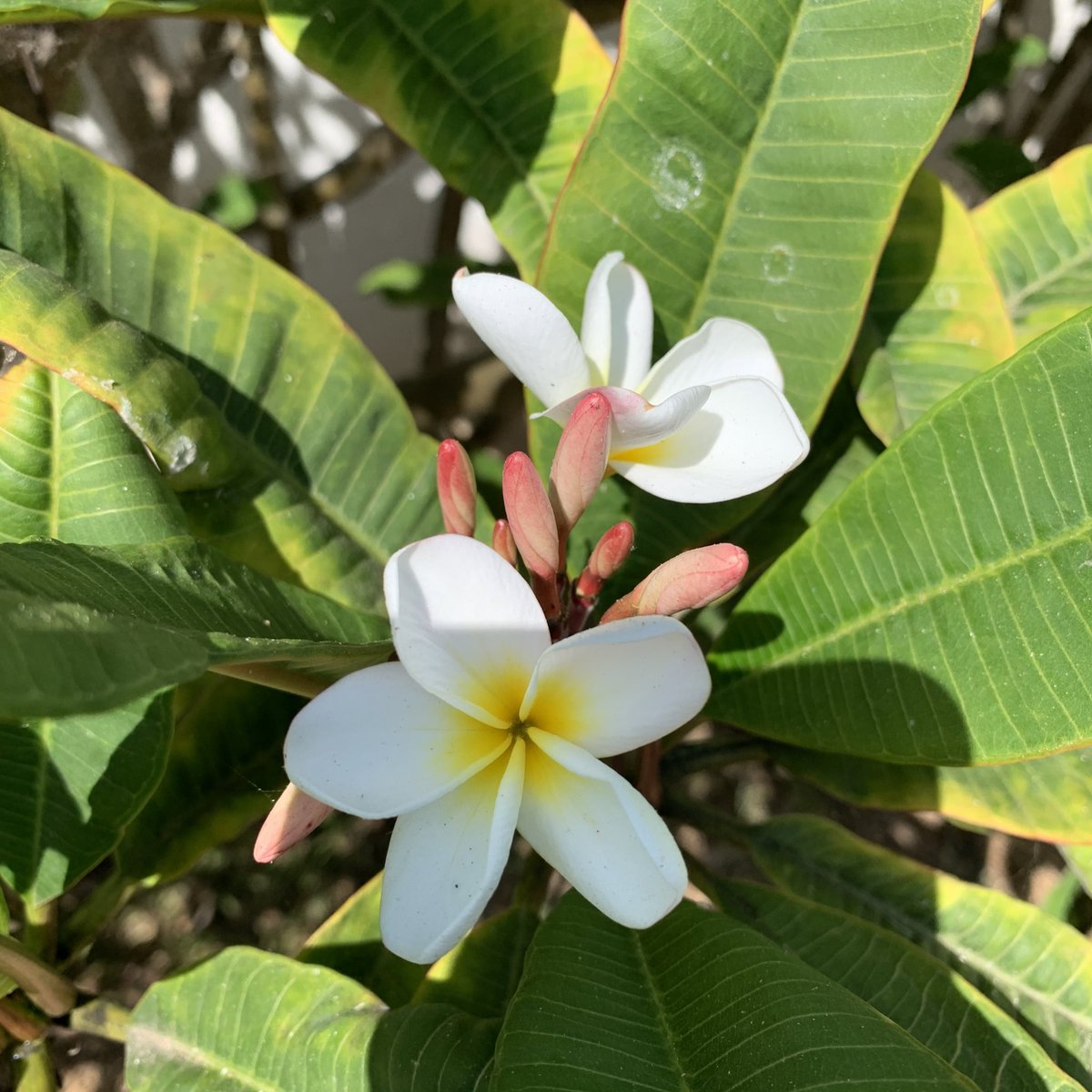 savvycaligirl's tweet photo. @TimeTraveler911 @Giselleinmotion @Touchse @CharlesMcCool @perthtravelers @2WonTour @GlmHandmade @LinkingPostcard @TheFlowerWorld @Flower_Power_67 Adding my pics from my #Exotic #California home for this week's #Top4Exotic #Top4Theme & #NOFILTER
chat hosts &friends @Giselleinmotion @Touchse @CharlesMcCool @perthtravelers
#FridayMotivation #FridayFeeling #FridayThoughts #FlowersOnFriday #FlowerPower
#HomeSweetHome https://t.co/94sIOMZGCL