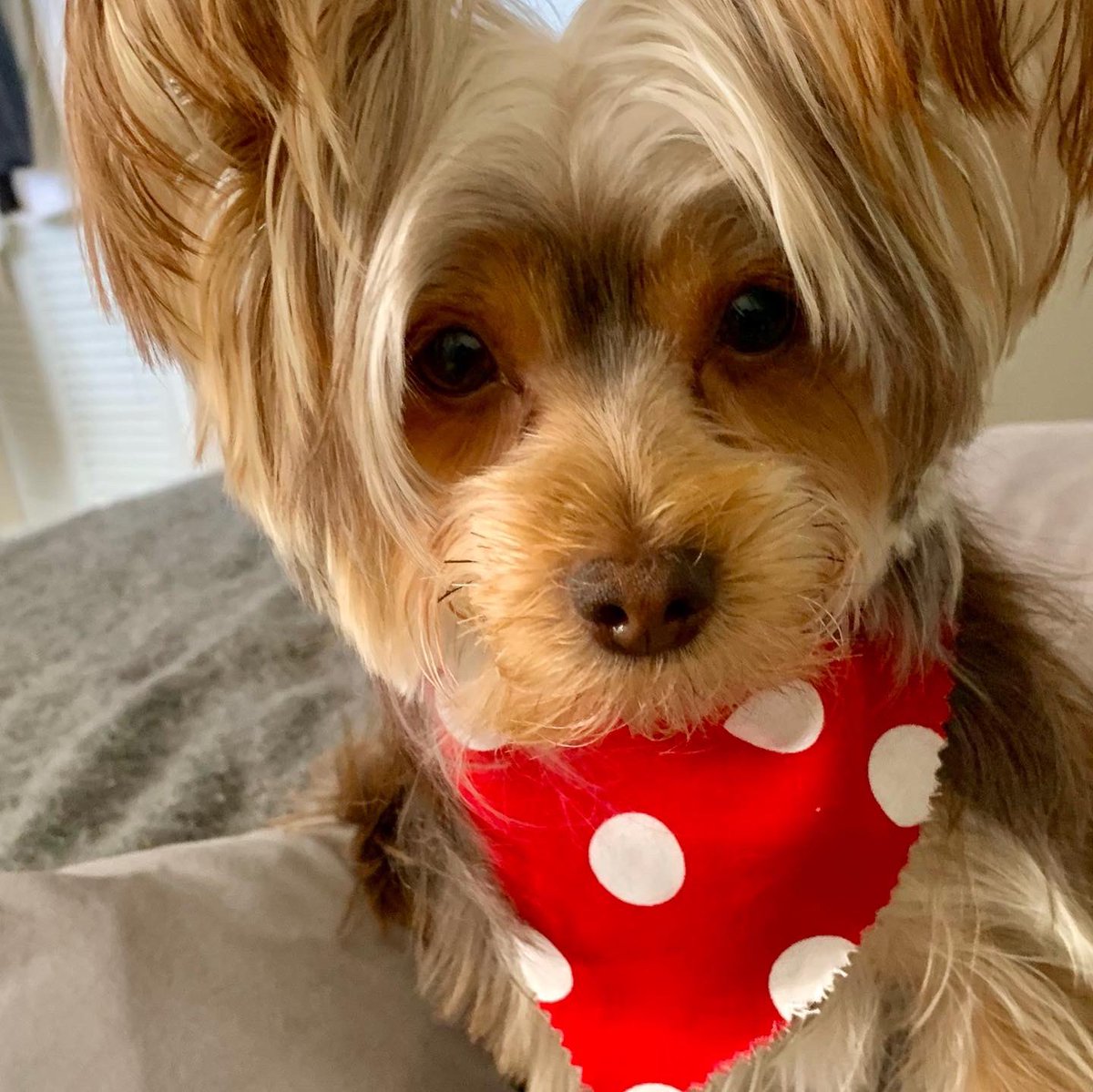 SalvadorsMagic's tweet photo. Fun time with my lovely #groomer at @WoofGangBakery #yorkie #chocolateyorkie #magicsalvador #puppy https://t.co/fUj75dbGxR