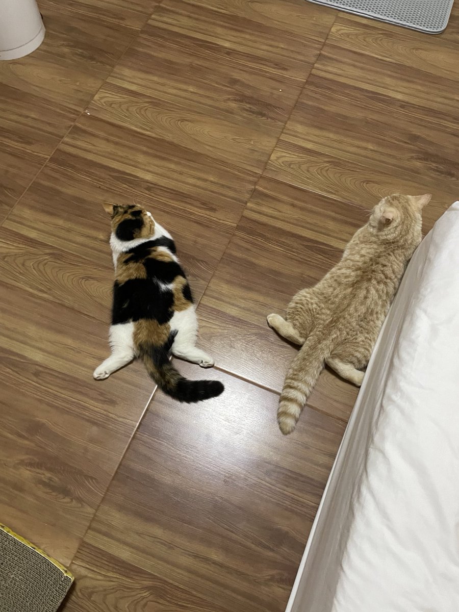 พวกแมวอ้วนมันชอบนอนแช่พุงอะ