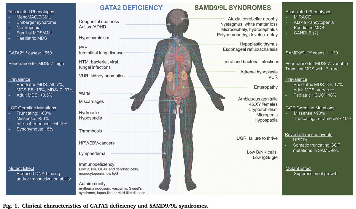 marrowgenes's tweet photo. #GATA2 deficiency and #SAMD9 #SAMD9L syndromes are new kids on the block of germline predisposition to marrow failure and MDS. Phenotype landscape continuously expanding and genetics not fully understood. https://t.co/kJkUWG4Qc6