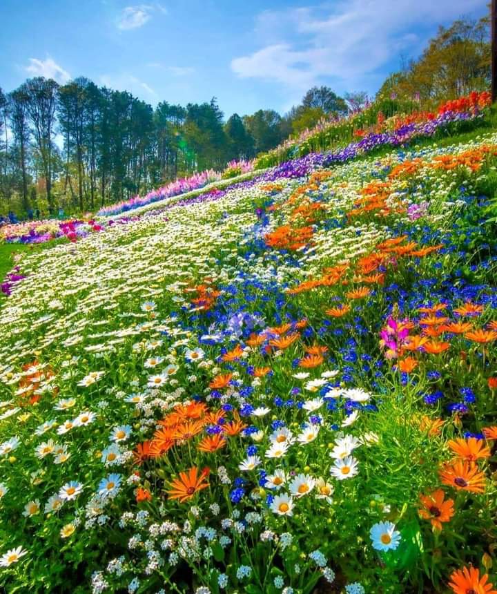 Good Day Friends 🌼