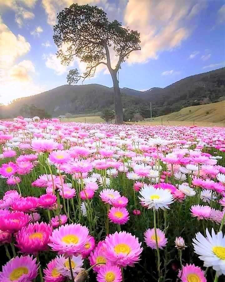 OnlyNatureplace's tweet photo. Good Day Friends 🌼 https://t.co/h7Q6HMYh65
