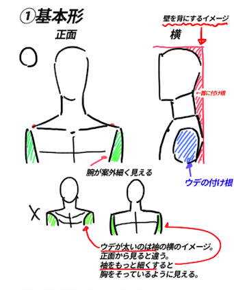 肩の描き方まとめ 基本形 正面から見ると腕は細く 内側に太くすると猫背になる アニメ私塾の漫画