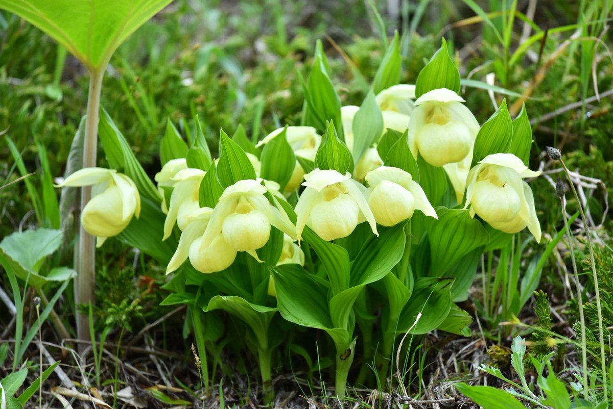 D15 礼文アツモリソウ D15 礼文アツモリソウ