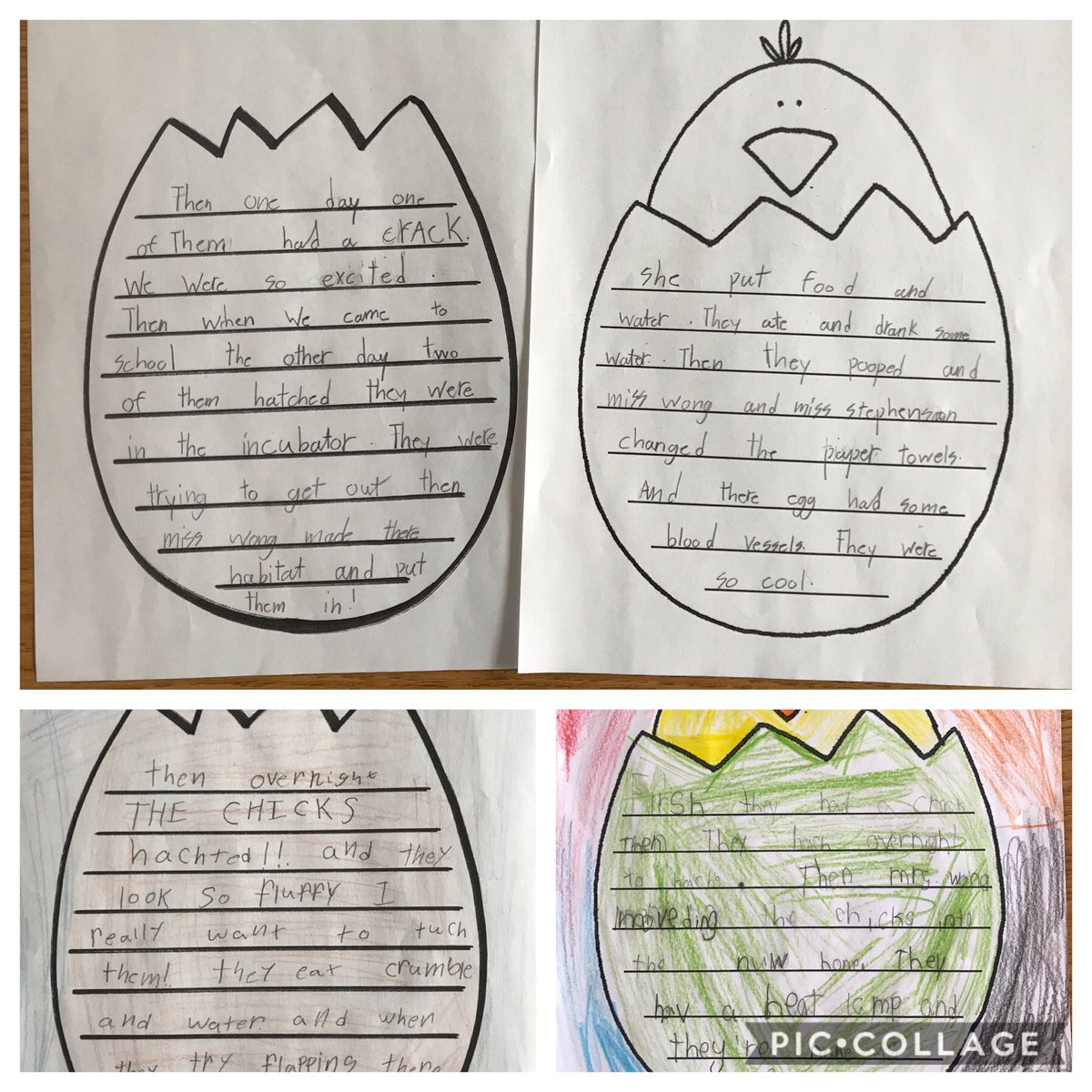Jennifer Wong (@jenntangwong) on Twitter photo The most exciting days of the school year! Welcome to Fluffs, Bubbles & one to arrive/be named! 🐥🐥🐣<a href="/HollyburnSchool/">Hollyburn Elementary School</a> <a href="/eggUcation/">eggUcation</a> The most exciting days of the school year! Welcome to Fluffs, Bubbles & one to arrive/be named! 🐥🐥🐣<a href="/HollyburnSchool/">Hollyburn Elementary School</a> <a href="/eggUcation/">eggUcation</a>