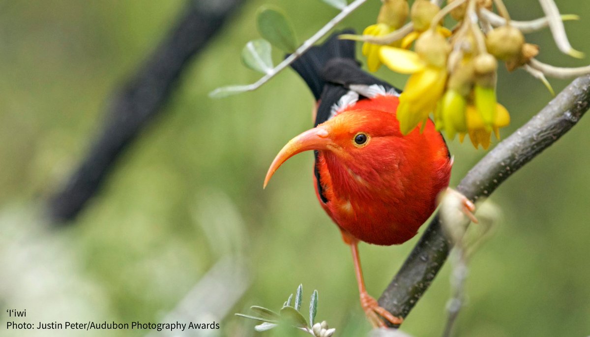 audubonsociety's tweet image. Joanna Wu, avian biologist and project manager for Audubon, reflects on the ancient feathered spirits of Hawaiʻi and how they're being affected by climate change: bit.ly/3i1fsf2