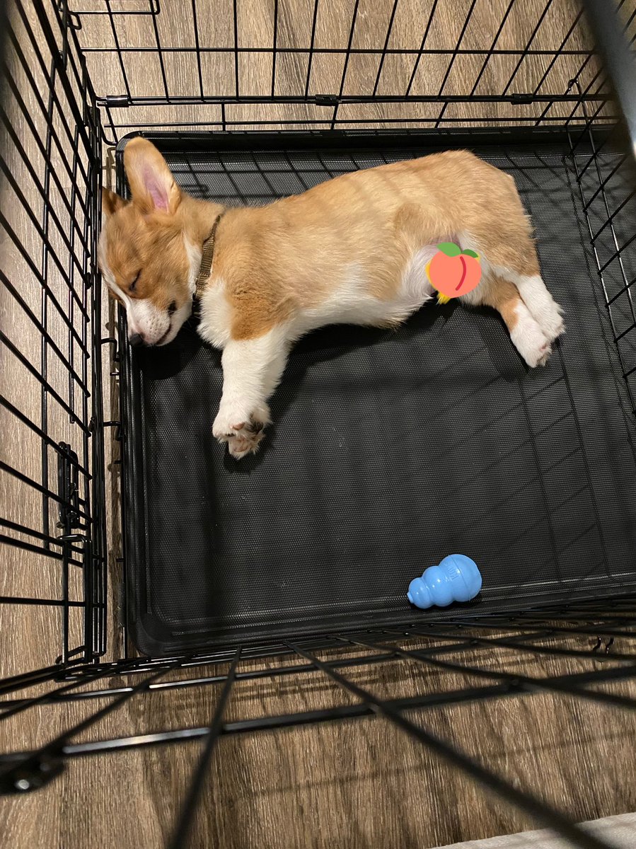 AllisonDalena's tweet photo. How my dog sleep so damn peaceful knowing he been a bad boy today??¿?¿?? https://t.co/k4y4W2I5sR