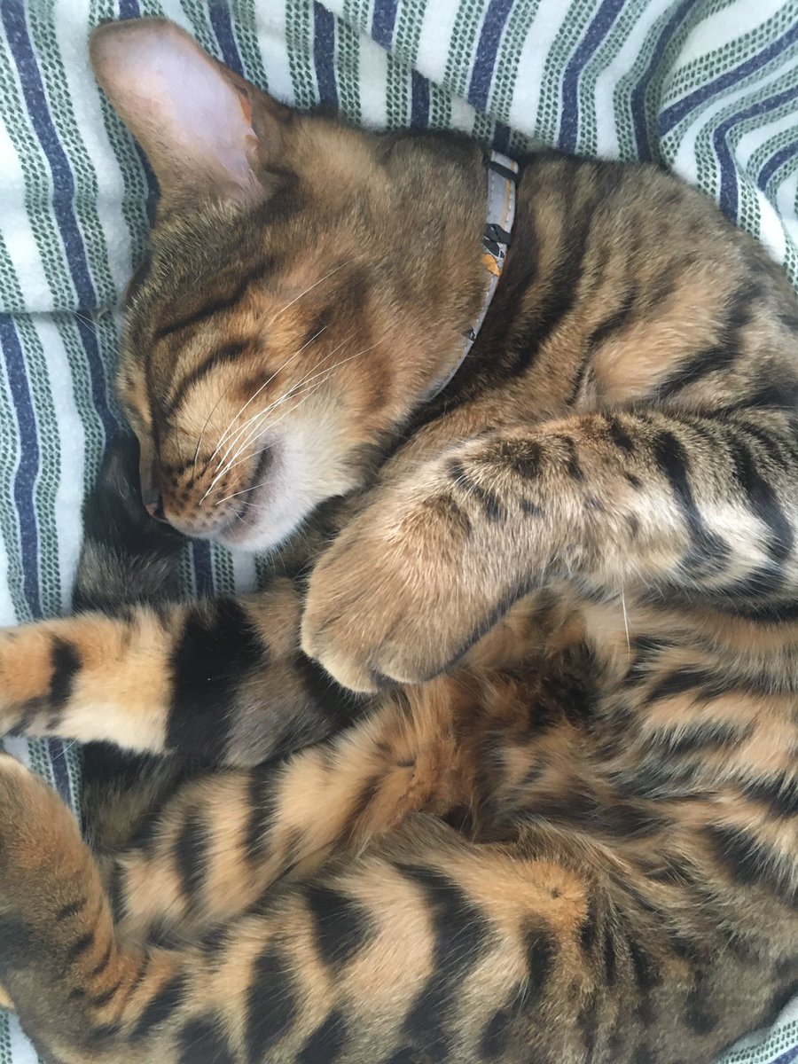 annie_warman's tweet photo. Furrends: Guess who sneaked out of the front door and did an all-nighter? Guess whose mummy was out calling them at 10/11 and midnight ? Guess who is so tired that they have tightly screwed up eyes? #secretlifeofRocs #teambengal https://t.co/eyTYawkw6q