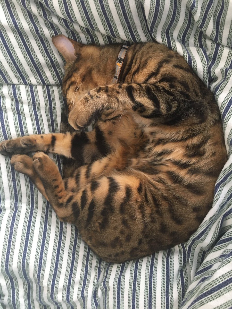 annie_warman's tweet photo. Furrends: Guess who sneaked out of the front door and did an all-nighter? Guess whose mummy was out calling them at 10/11 and midnight ? Guess who is so tired that they have tightly screwed up eyes? #secretlifeofRocs #teambengal https://t.co/eyTYawkw6q