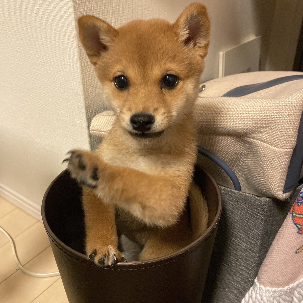 赤ちゃん犬 Hashtag Posts And Instagram Pictures And Videos Offerdos Com 赤ちゃん犬 Hashtag Posts And Instagram Pictures And Videos Offerdos Com