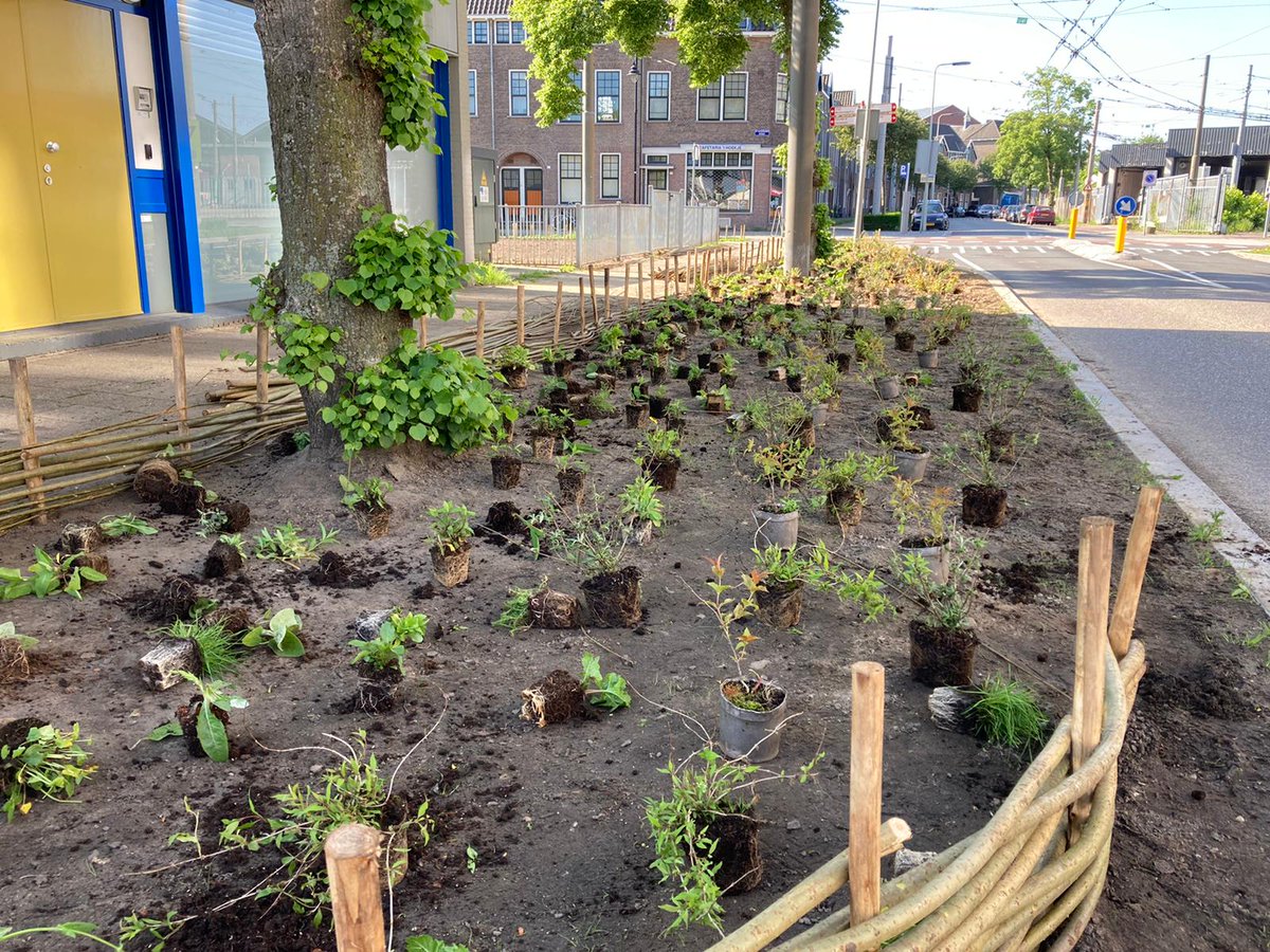 Vandaag is <a href="/NLDOET/">NLdoet</a>: in <a href="/Klarendal/">Klarendal</a> worden vandaag meer dan 100 #geveltuinen aangelegd en in het Arnhemse Broek zijn <a href="/HetBroekOmhoog/">'t Broek Omhoog</a> en #BuurtGroenBedrijf hard aan het werk om de wijk te vergroenen. Wat ga jij dit weekend doen om Arnhem groener en klimaatbestendiger te maken?