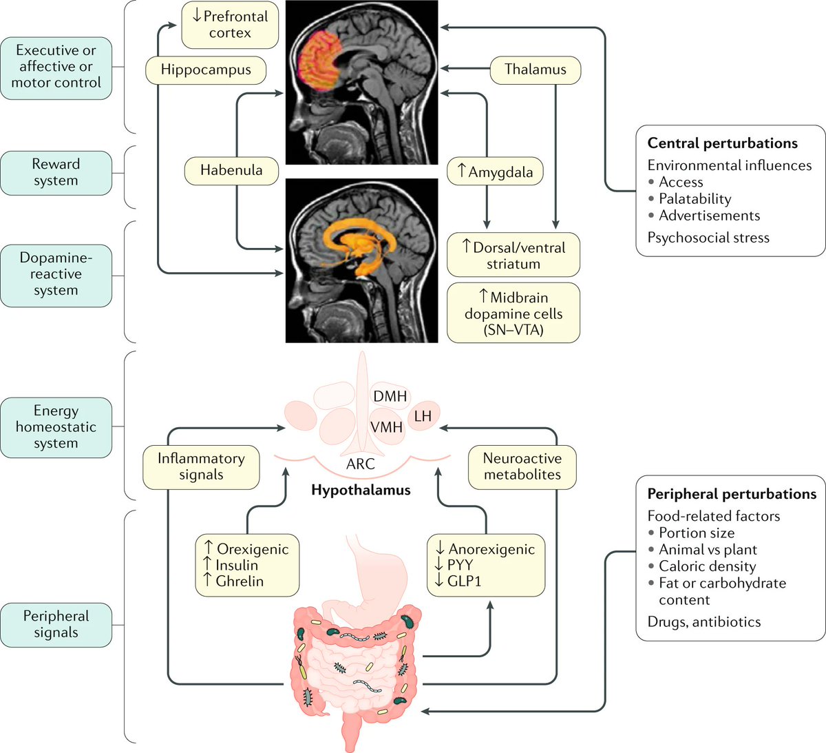 Get insights into brain–gut–#microbiome interactions in #obesity and food addiction in this REVIEW rdcu.be/clx9Q #WDHD2021