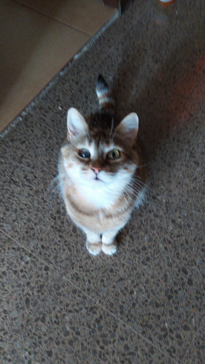 Mi gatita me ha sacado 3 lonchas de Pavo al dia, a parte de su pienso, por arañarme cuando le rasco la barriga... Y no puedo negociar!!! 
#terrorismogatuno