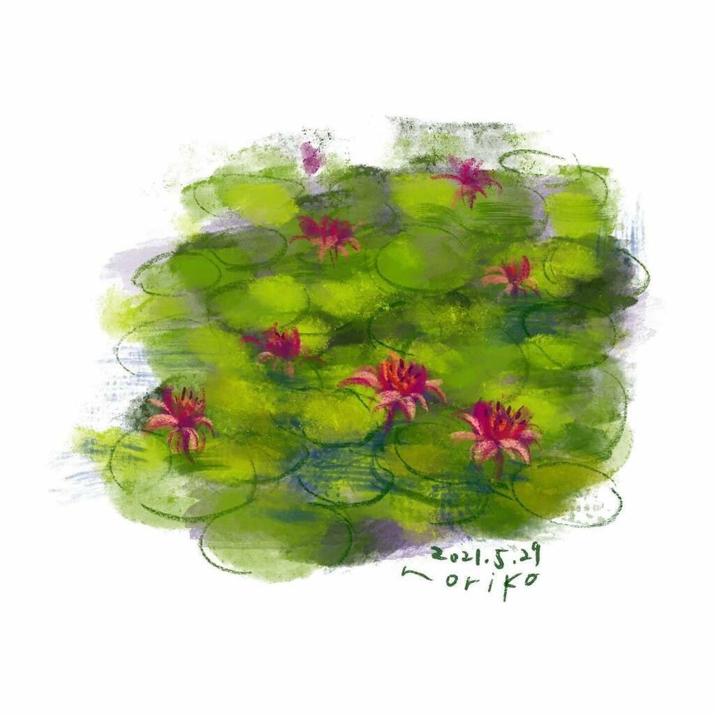 noriko_v's tweet photo. .
Water-shield
#ジュンサイ #蓴菜 #じゅん菜
#watershield #brasenia
#花 #flowers
.
.
#akane_art #イラスト #illustration #20210529 #drawing #art #painting #procreate #一日一絵 #onesktchaday #onedrawingaday #365drawings https://t.co/bAzbUqb9nE https://t.co/YBQyK8ISKg