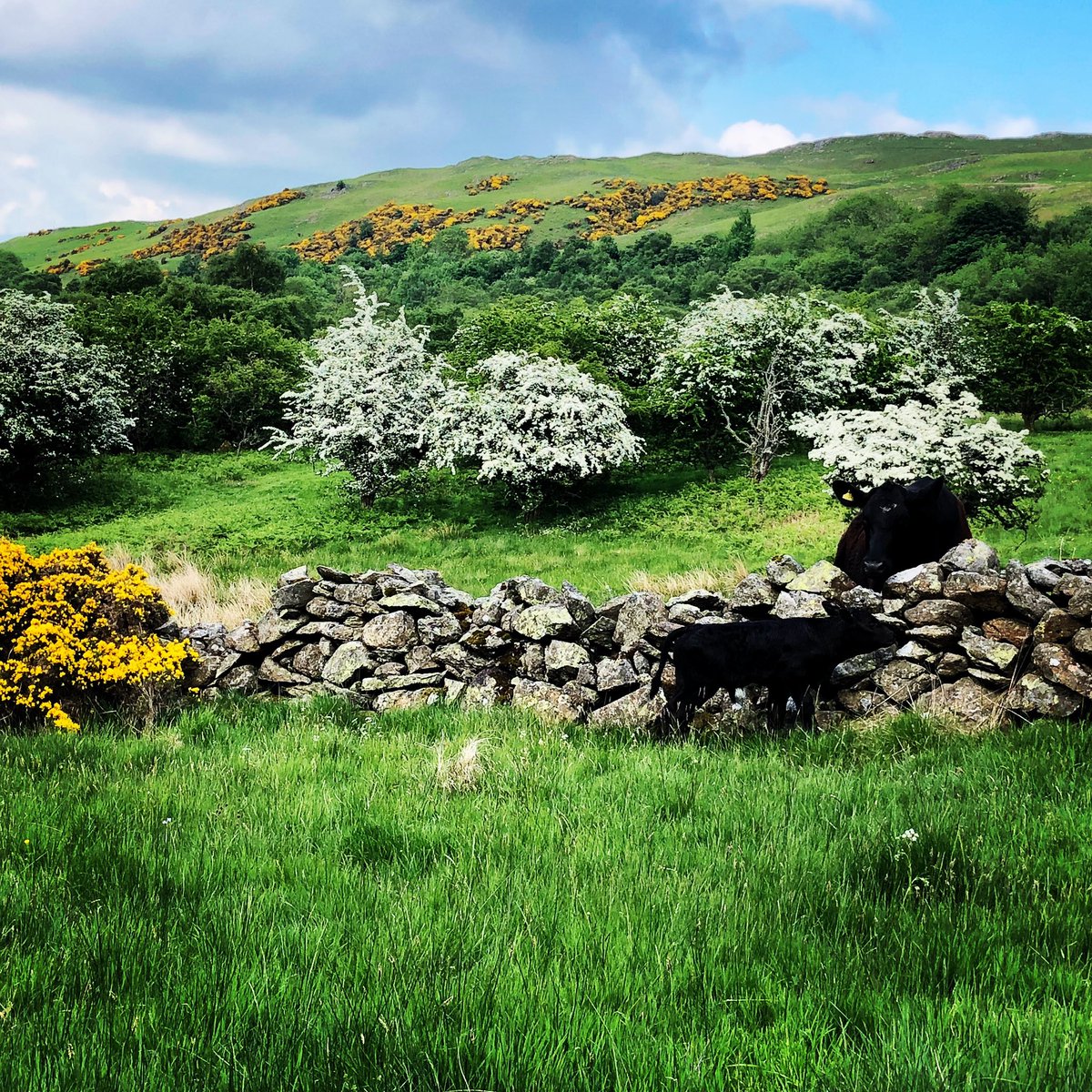 ThrimbyFarms's tweet photo. @leeinthelakes @herdyshepherd1 @AllenLaneBooks Not a bad effort Lee but..... #swindale https://t.co/9OuQmLrZOX