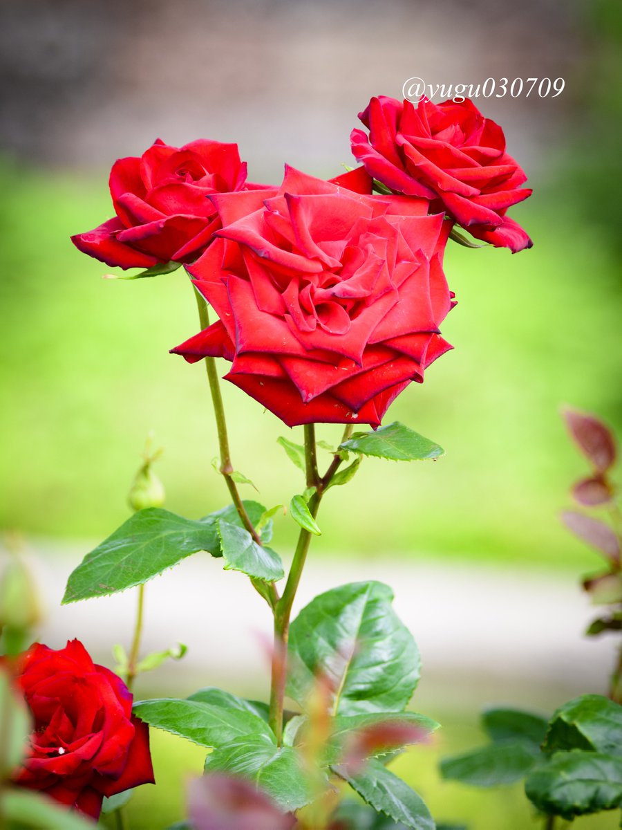 東京ディズニーランドのシンデレラ城前に咲いていた ミッキーの薔薇 自然にこの形になったようで 見られてラッキーでした 隠れミッキーと言っていいのかな 東京ディズニーランドのシンデレラ城前に咲いていた ミッキーの薔薇 自然にこの形になったようで 見られてラッキーでした 隠れミッキーと言っていいのかな