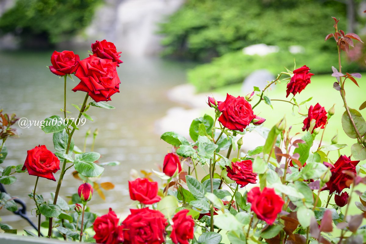 東京ディズニーランドのシンデレラ城前に咲いていた ミッキーの薔薇 自然にこの 東京ディズニーランドのシンデレラ城前に咲いていた ミッキーの薔薇 自然にこの
