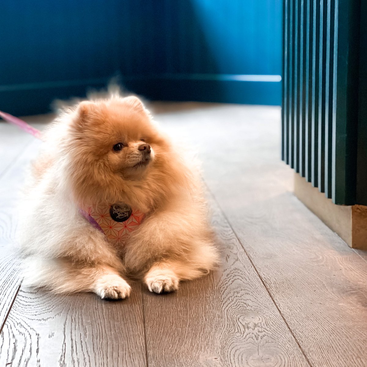 MayfairQueens's tweet photo. D O G F R I E N D L Y
It’s national @dogfuriendly day today • Well behaved doggies always welcome @queensofmayfair •
#Queensofmayfair #dogfriendly #Dogfriendlylondon #dogswelcome #Brunch #bottomlessbrunch #coffeeshop #Mayfair https://t.co/9gTR1XTPjl