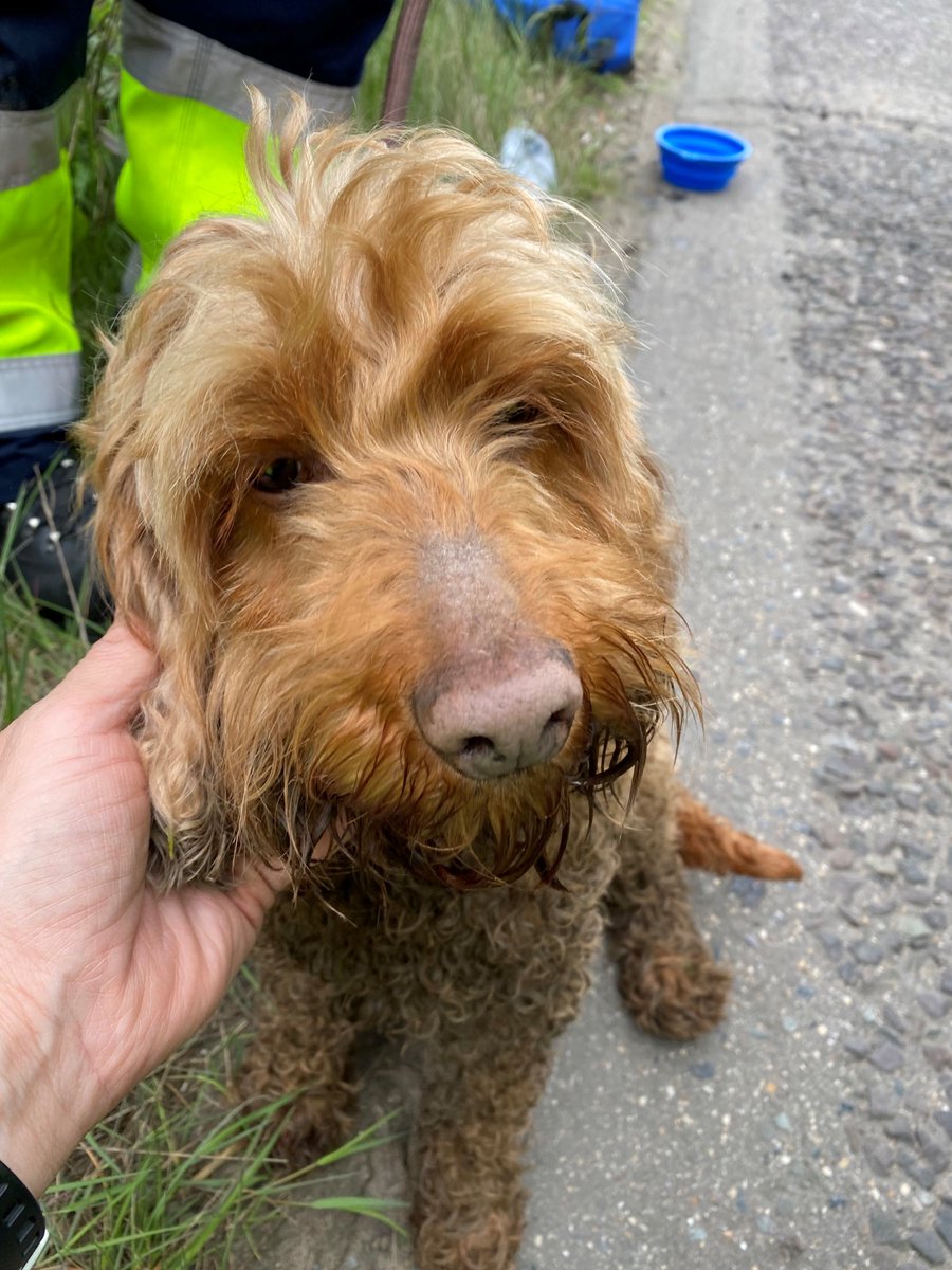 Traffic Officers have rescued this good dog from the M1 around J22 near Markfield in Leicestershire. If you know the owner, please call 0300 123 5000 with information. Thank you!