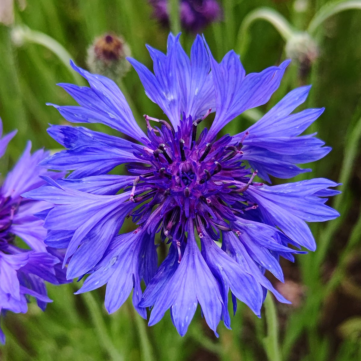 toyoake1301's tweet photo. #花菜ガーデン 2021/5/1
#ヤグルマギク #矢車菊 #cornflower #Centaurea #Centaureacyanus #cyanus
#はなまっぷ #花 https://t.co/fXDxlBCgL7