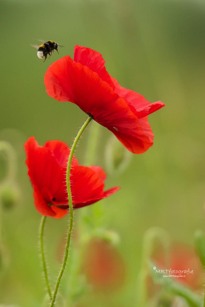Goedemorgen! #weekendleesvoer 
Voor velen in de herhaling en voor velen verse info. Het verhaal achter de klaproos: mrtfotografie.nl/2016/05/29/kla…