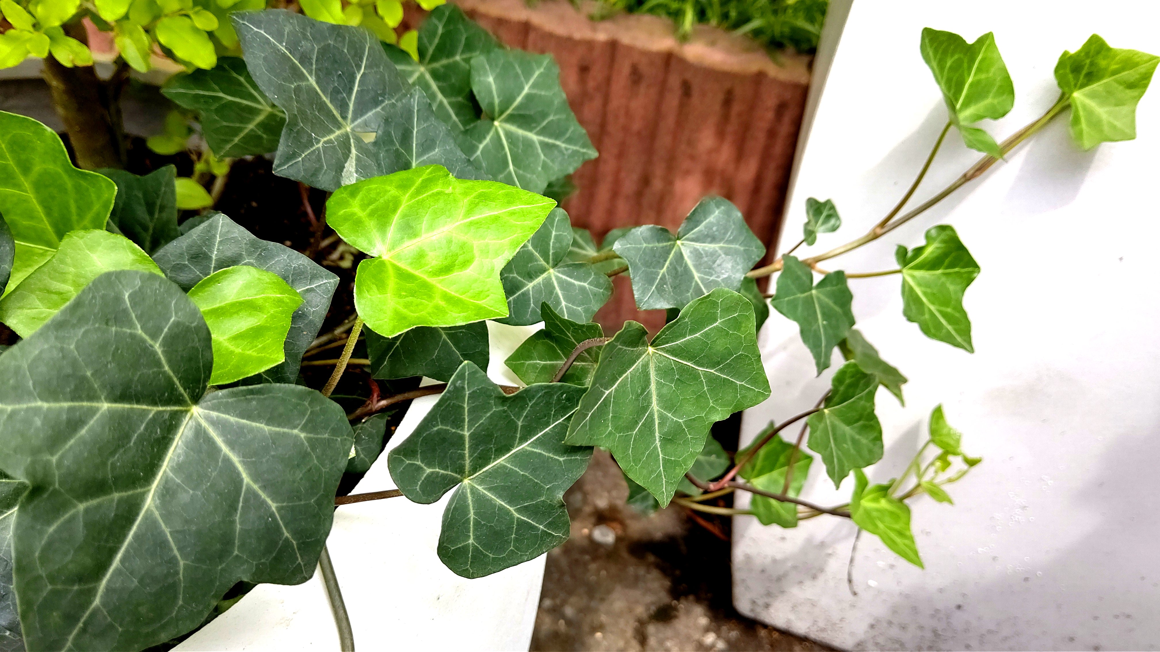 和い話い広場 植物紹介 11回目 名前 アイビー 原産地ヨーロッパ 北アフリカ 西アジアの植物です 生命力 繁殖力が強く初心者にオススメな観葉植物として紹介されることが多いです 花言葉は 死んでも離れない 永遠の愛 T Co