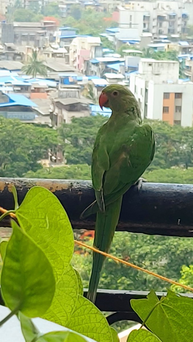 ThePksinha's tweet image. finally guest at home during lockdown

#PositiveVibes 
#lockdown2021 
#mumbailockdown