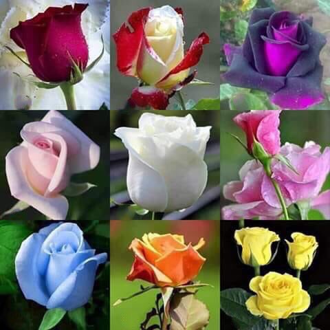 trichyls's tweet photo. 😂 if I forgot to like you 🌹 it’s my mistake 😂if you forgot to like me 😂 it’s also my mistake 😂🤣😂 very happy peaceful relaxing weekend everybody 🌹💖🌹🦋🌹🍏 https://t.co/J3qLw8j23r