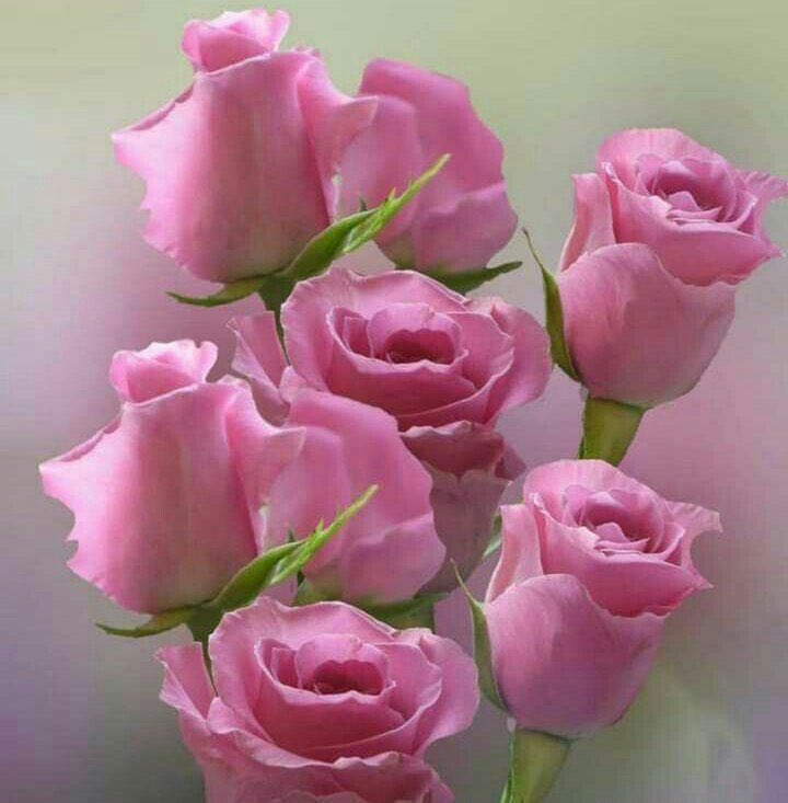 😂 if I forgot to like you 🌹 it’s my mistake 😂if you forgot to like me 😂 it’s also my mistake 😂🤣😂 very happy peaceful relaxing weekend everybody 🌹💖🌹🦋🌹🍏