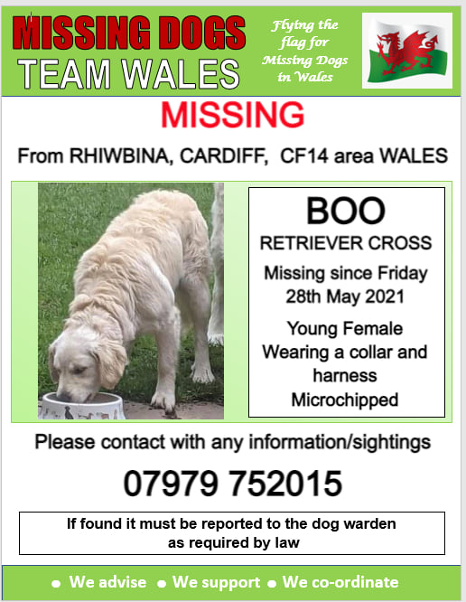 Copied:🔺URGENT, NERVOUS, ♦️PLEASE DO NOT CALL OR CHASE ♦️ SIGHTINGS ONLY PLEASE🔺#Boo missing #Rhiwbina #Cardiff #CF31 area #wales 28/05/2021  <a href="/Anthony_Bailey_/">Anthony</a> <a href="/missingdogwales/">missingdogsteamwales</a> <a href="/mazzy1412/">Mazzy Roberts</a> <a href="/RedWelshy/">LivingTheDream</a> <a href="/CarolPoyerPeett/">Wales Propertyfinder</a> <a href="/rosiedoc666/">Rosie Doc</a> <a href="/RachaelB100/">Rachael</a> <a href="/nikkidawn00/">Nikki</a> <a href="/KarenFi51820768/">Karen Field</a> <a href="/bs2510/">beth</a>