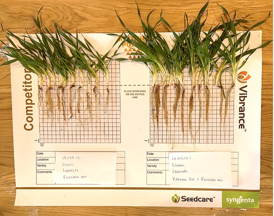 SyngentaUK's tweet photo. 🌾Laureate split field drilled 31st March.
116% increase in root biomass where Vibrance Duo was applied. Great example of the #VibranceEffect building a stronger crop!
🔎Find out more about Vibrance Duo: https://t.co/2xbViH5oA1 https://t.co/lONmXXueeP