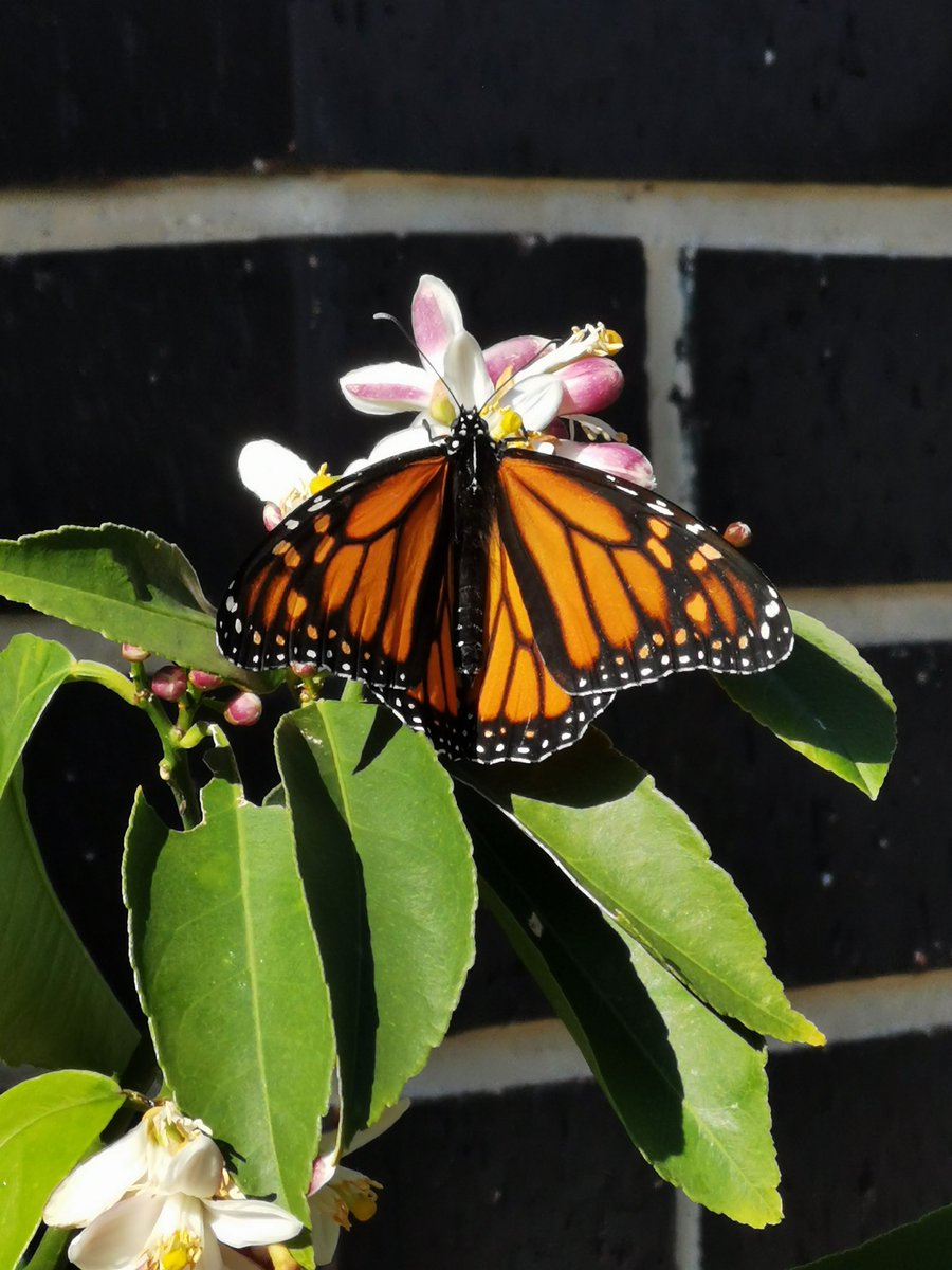 Today’s visitor #meyerlemon #monarchbutterfly #backyardvisitors #pottedcitrus