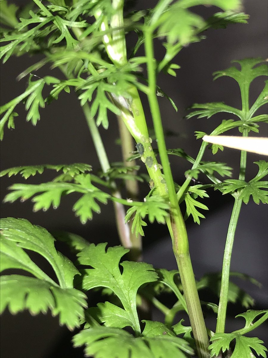 Youtuberくらむぼん ついに来てしまったかアブラムシ だが分の死闘で決着 セロハンテープ強し アルミホイル敷いたりするのが良いみたいで 試してみたけど通気性とかが心配 皆はどう対処しているのだろうか パクチー 家庭菜園 アブラムシ