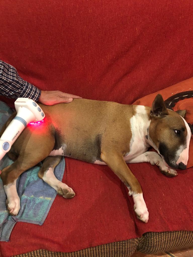 Morning paw pals. I was playing with Dad yesterday. I was so happy that we played..I unfortunately slip on the floor &amp; injured a muscle. Dad is treating me....#sore #pain #bullies #dogsoftwitter #love #bullterrier #beauty #dogs