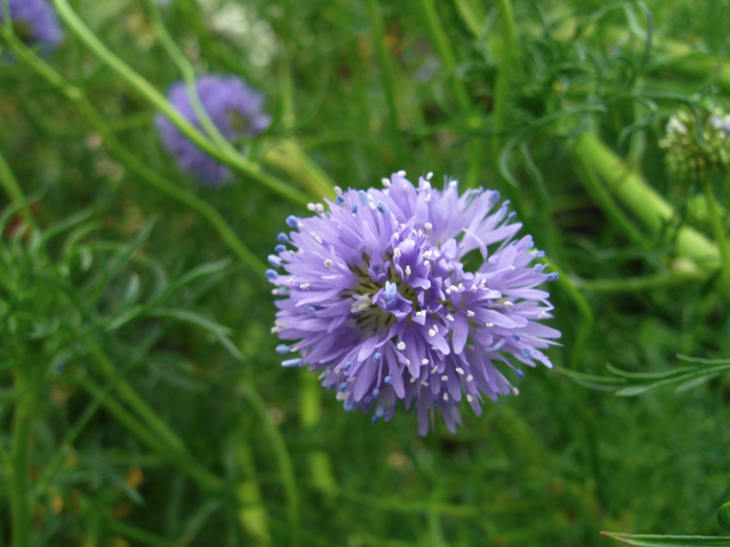 تويتر ギリア البحث في تويتر