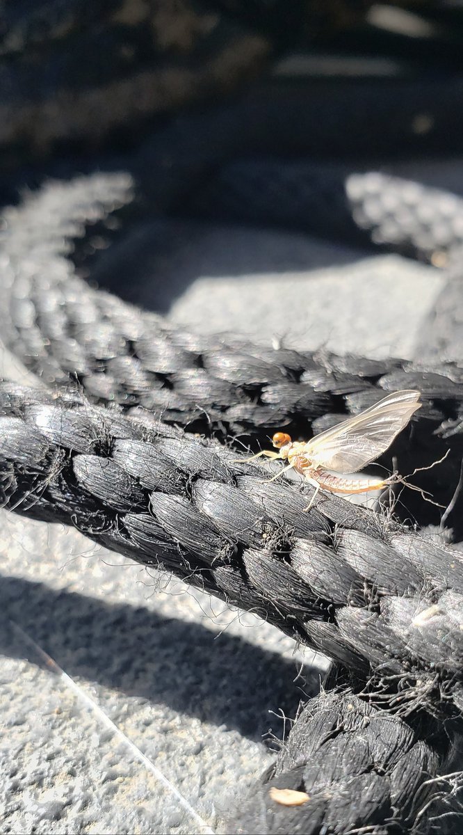 SteveAvril's tweet photo. A fly-fisher's summer vibes come early here in the #PNW when the #pmd mayflies show up #palemorningdun #Entomology #flyfishing #flyfishingbugs #dryfly #hydedriftboats #angler #catchandrelease https://t.co/9A1tybEs9c