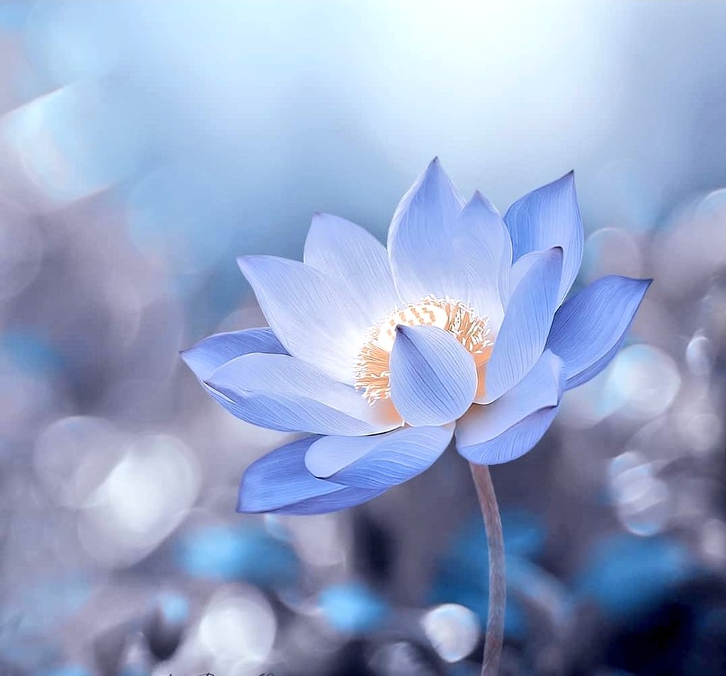 Good morning 🌸💙🌸