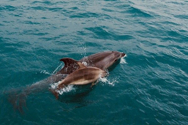 MoveTheWorldUS's tweet photo. Pledge to save dolphins: https://t.co/rAErmUQU5m #JoinedThePod https://t.co/e2arunXzf3