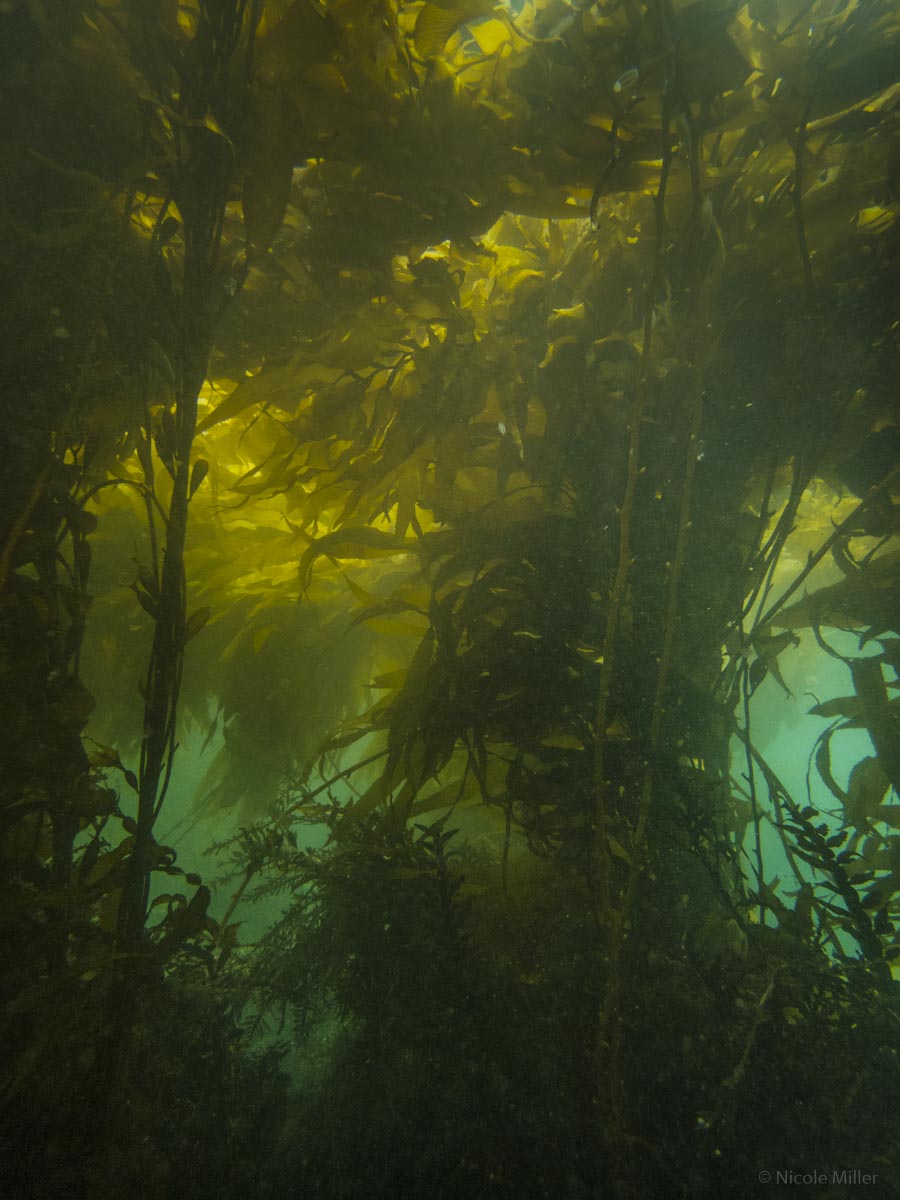The value divers can bring to #Kelp #CitizenScience,  #oceanliteracy and how to build on existing projects. #citscie #marinescience <a href="/Proj_Baseline/">Project Baseline</a> <a href="/inaturalistnz/">iNaturalist NZ — Mātaki Taiao</a> @niwa_nz; <a href="/aucklandmuseum/">Auckland Museum</a>; #UNDecadeOfOceanScience   
Open access: bit.ly/3yKbZr3