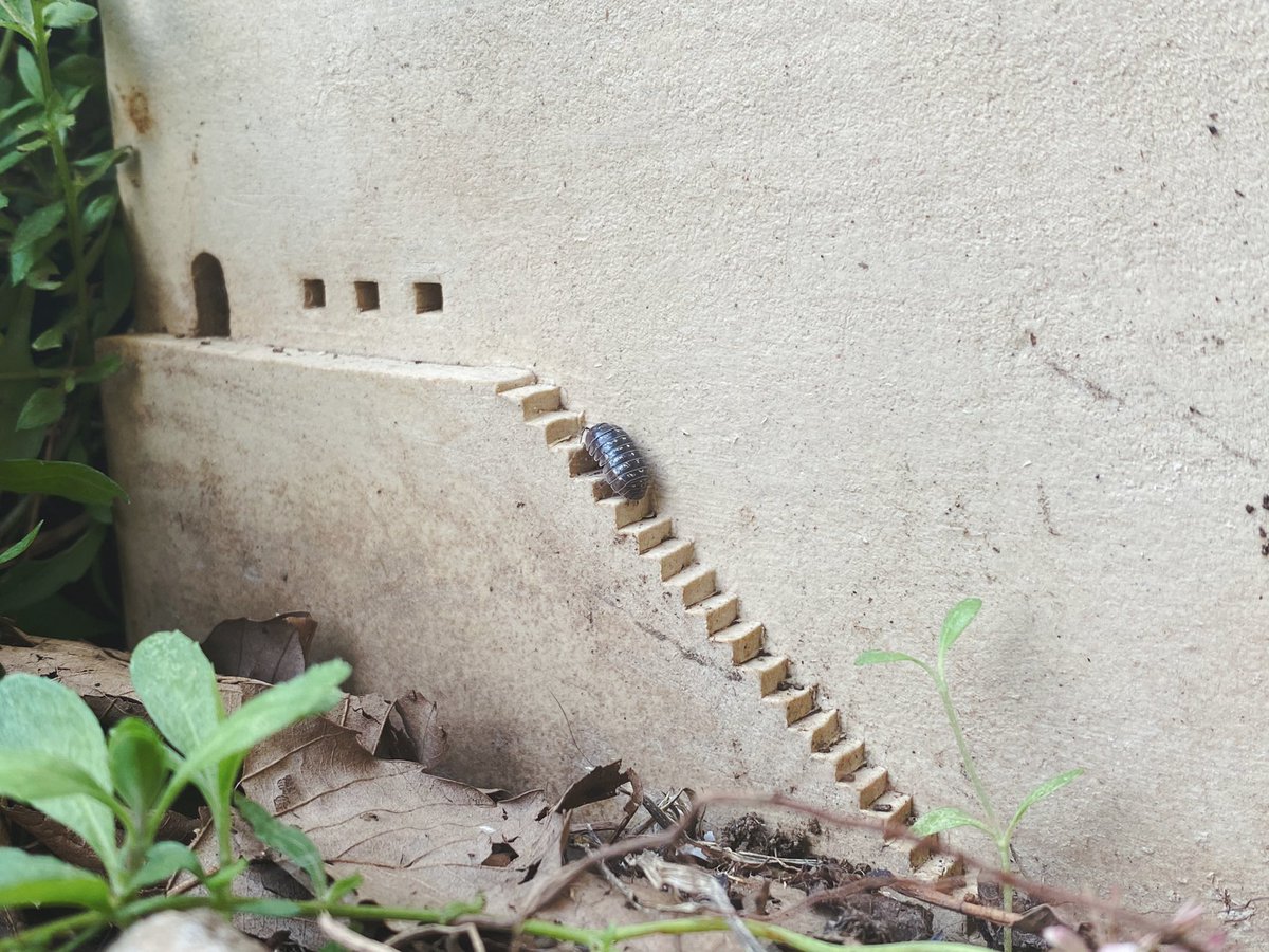 ダンゴムシを10億倍可愛くする おうち型プランターの階段を登るダンゴムシの姿にキュン かわいいお客さん Togetter