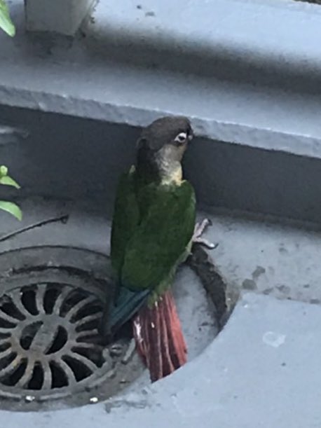 shirama10's tweet photo. 家の窓に衝突してじっとしてるインコを保護して警察に届けました。(神戸市西区) https://t.co/D0HH8vzo30