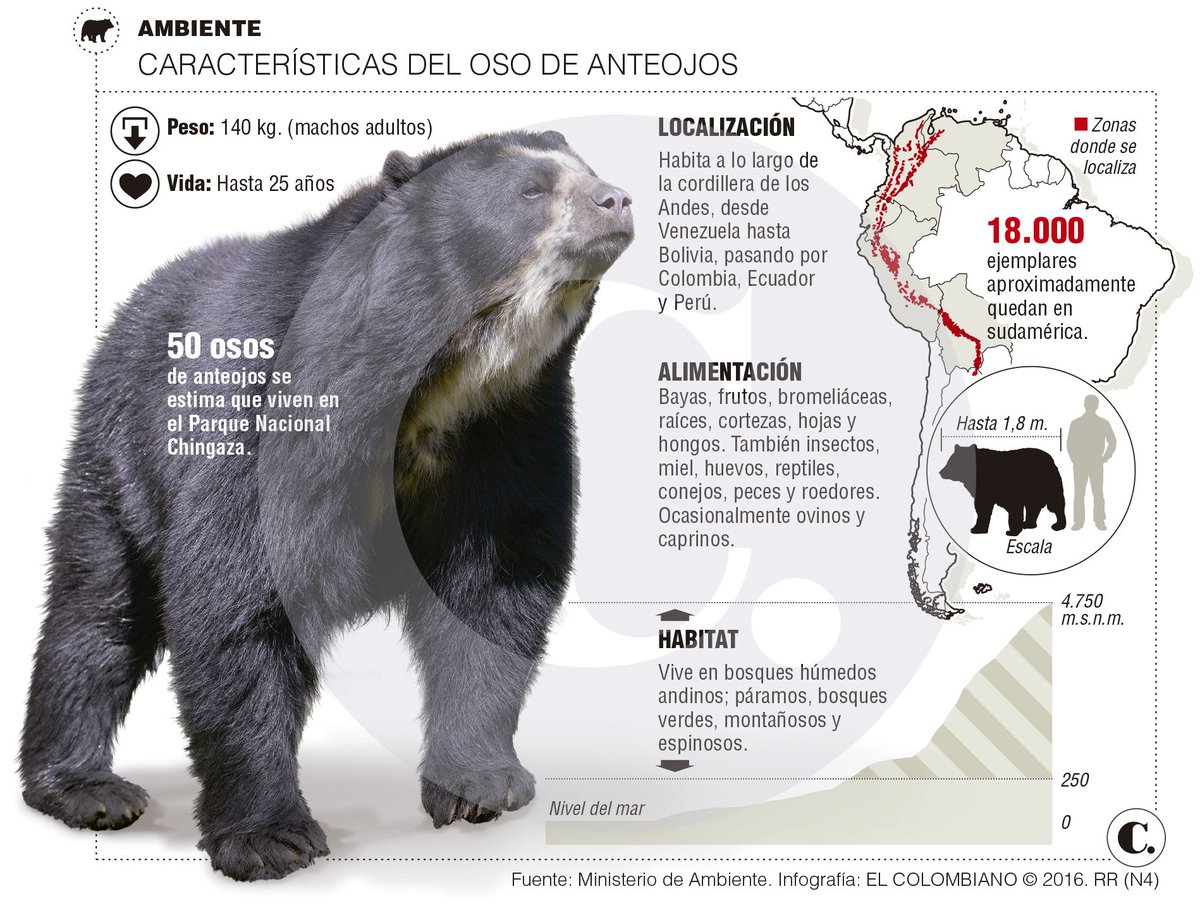 cronicasdefauna's tweet photo. El oso de anteojos es de tamaño medio. Es el oso más arbóreo de todos y, tras el oso panda, el segundo más vegetariano pues su dieta se compone en un 95% de materia vegetal. ¿Quieres saber más? https://t.co/PVRPvLzML5
Infografía: El Colombiano https://t.co/Bltv4r2qin