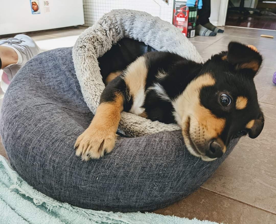 4lyfe_rescue's tweet photo. Immediate assistance required human!!! This is not a drill!!
#Derby4Lyfe #puppiesofinstagram #Puppies4Lyfe #DogsofCanberra #NotAvailableYet https://t.co/eRZuBRtYwe