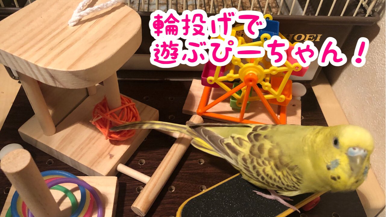 世界のセキセイインコぴーすけチャンネル 輪投げで遊ぶセキセイインコぴーちゃん 輪投げでの遊び方はまだわからない感じだが なぜかすりすりしちゃうかわいいぴーちゃんです ぜひ をご覧ください T Co Lvammrxsgu セキセイインコ インコ