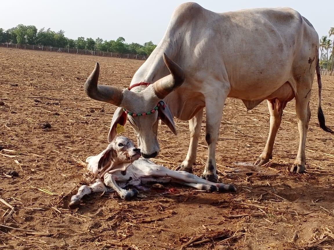 Gomata Gau SevaTrust tweet media
